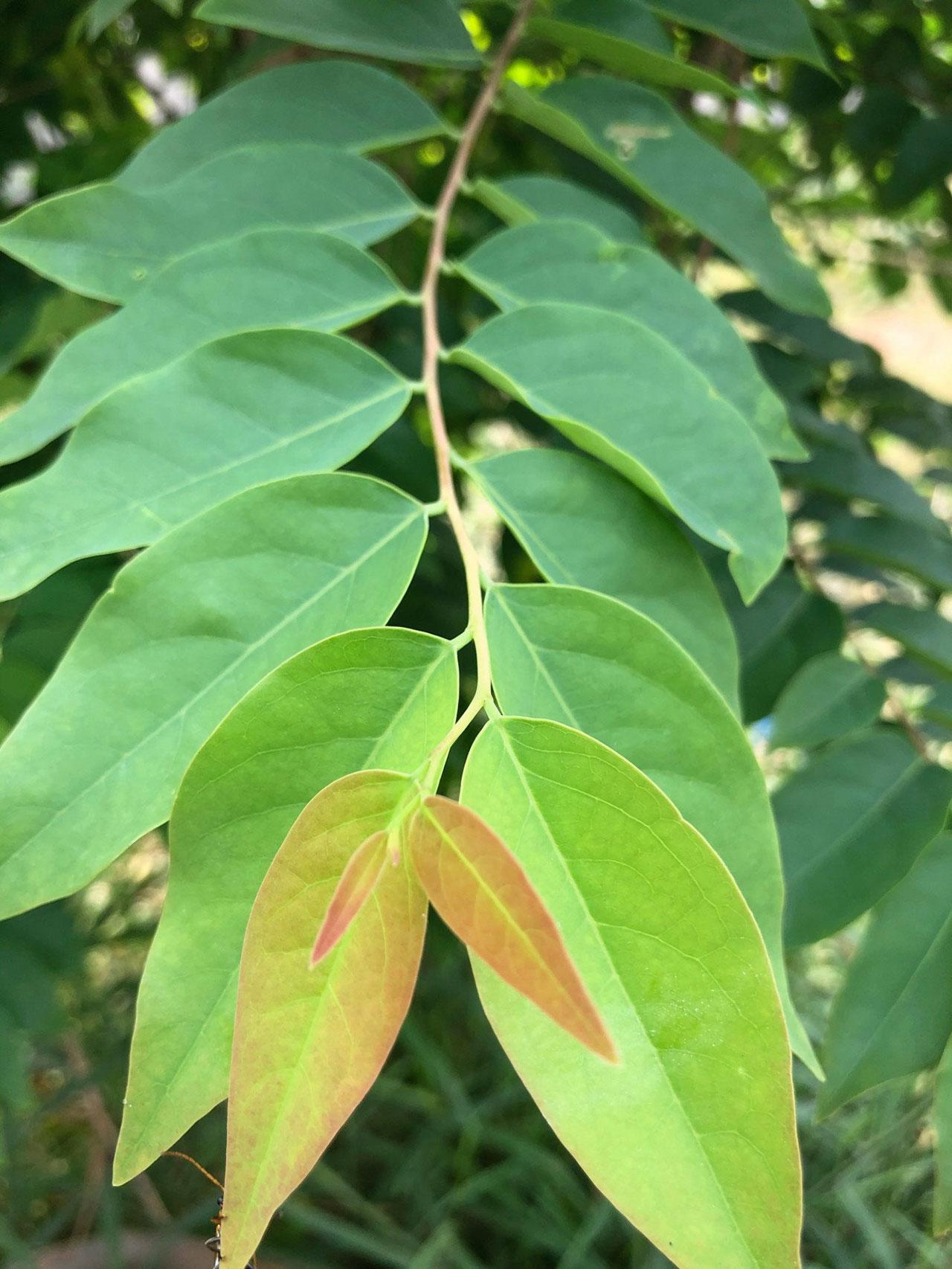 Tree Image