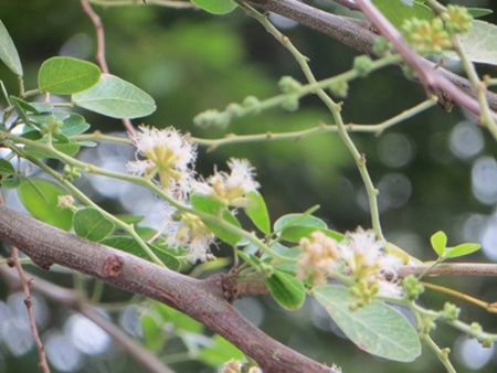 Tree Image