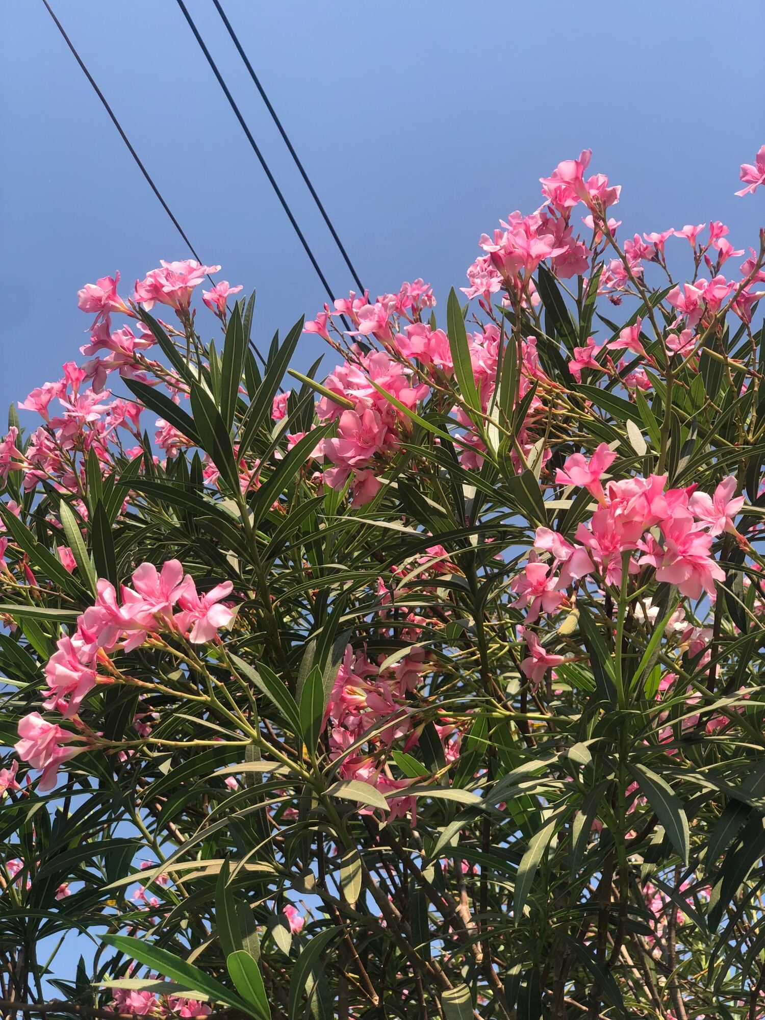 Tree Image