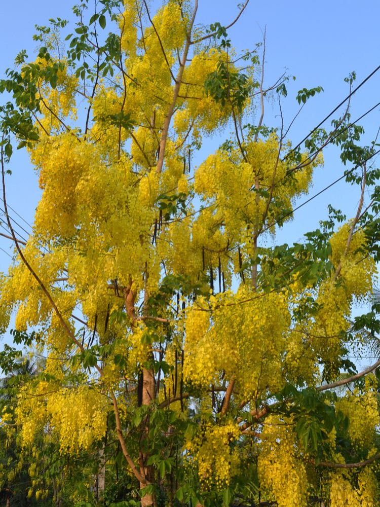 Tree Image