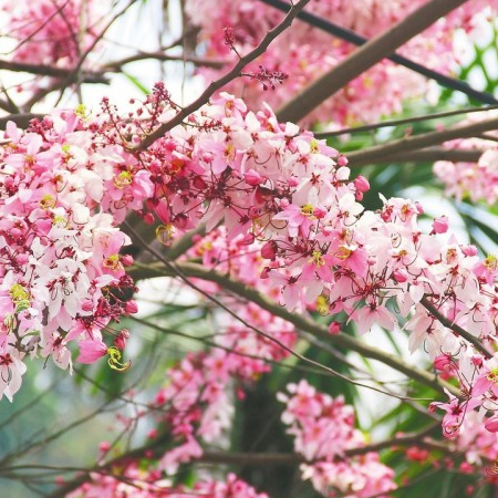Tree Image