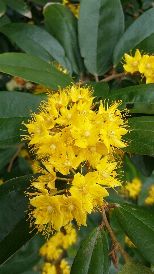 Tree Image