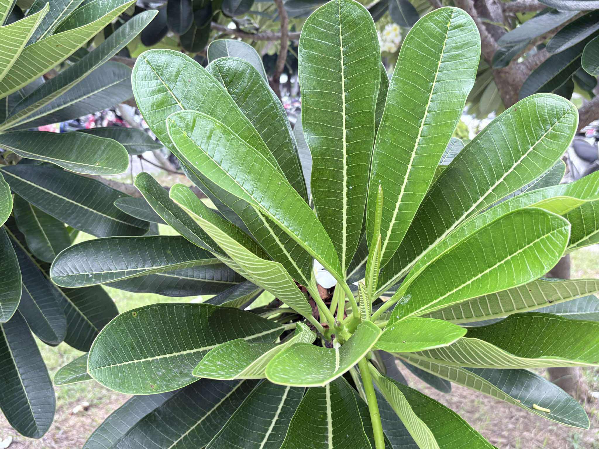 Tree Image