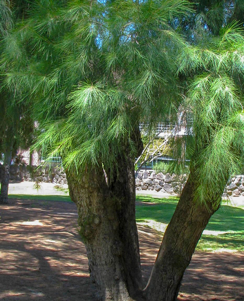 Tree Image