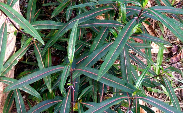 Tree Image